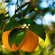 Oranges And Blossoms Art Print