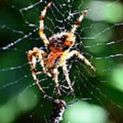 Orb Weaver And Lunch Art Print