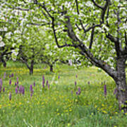 Orchard With Flowering Orchids Art Print