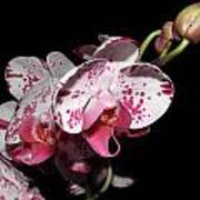 Orchid Beauties Art Print