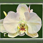 Orchid Captive Art Print