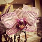 #orchid #flower #flowers Art Print