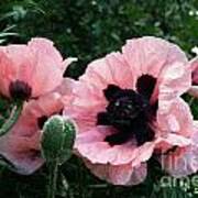 Oriental Poppies Art Print