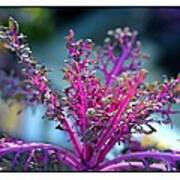 Ornamental Cabbage Art Print