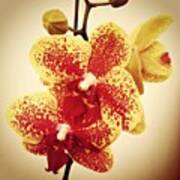 #orquideas #beauty #sweet #popularpics Art Print