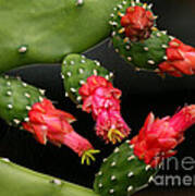 Paddle Cactus Flowers Art Print