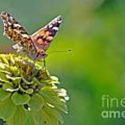 Painted Lady Butterfly Art Print