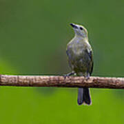 Palm Tanager Art Print