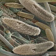 Paramecium Sp. Protozoa, Sem Art Print