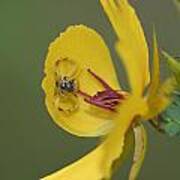Partridge Pea And Matching Crab Spider With Prey Art Print