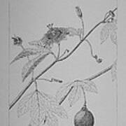 Passionflower Vine Art Print