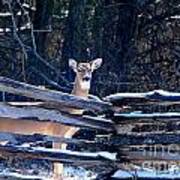 Pea Ridge Battlefield Deer Art Print