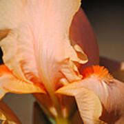 Peach Iris Flower Iii Art Print