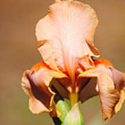 Peach Iris Flower Art Print