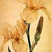 Peach Iris Germanica Art Print