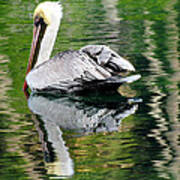 Pelican Reflecting Art Print