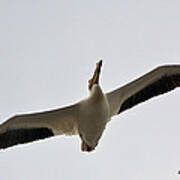 Pelican Soaring Art Print