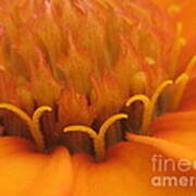 Orange Flower Petals Art Print