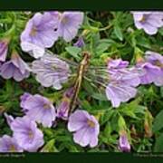 Petunias With Dragonfly Art Print