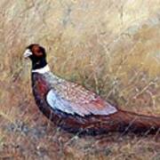 Pheasant In The Grass Art Print
