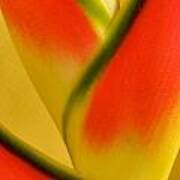 Photograph Of A Lobster Claws Heliconia Art Print
