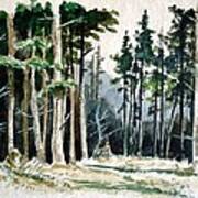 Pine Forest Art Print
