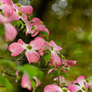 Pink Dogwood Blooms Art Print