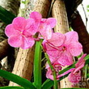 Pink Hawaiian Orchid Art Print