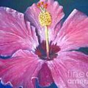 Pink Hibiscus Art Print