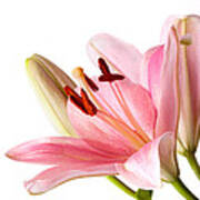 Pink Lilies 06 Art Print