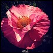 Pink Poppy Art Print