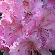 Pink Rhododendrons Art Print