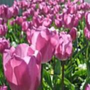 Pink Tulips Art Print