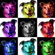 Pitbull Terrier - F - S - Bb - Checker1 Art Print