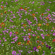 Pointed Phlox And Indian Paintbrushes Art Print