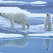 Polar Bear Ursus Maritimus Pair On Ice Art Print