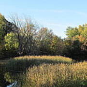 Pond Grass In Early Autumn Art Print