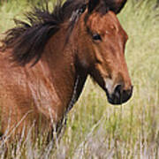 Portrait Of A Spanish Mustang Art Print