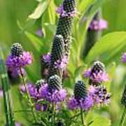 Prairie Clover Art Print