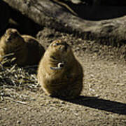 Prairie Dog Sees The Shadow Art Print