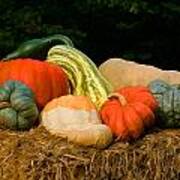 Pumpkins And Gourds Art Print