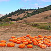 Pumpkins Of Marin Art Print