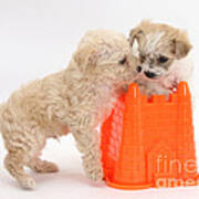 Puppies Playing With Bucket Art Print