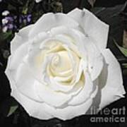 Pure White Rose Art Print