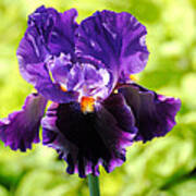 Purple And Orange Iris Art Print