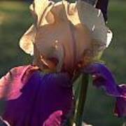 Purple And White Iris Art Print