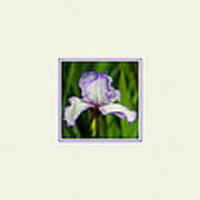 Purple And White Iris Photo Square Art Print
