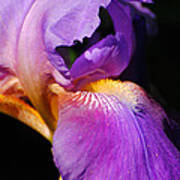 Purple And Yellow Iris Close Up Ii Art Print