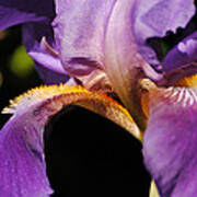 Purple And Yellow Iris Close Up Art Print