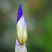 Purple And Yellow Iris Flower Bud Art Print